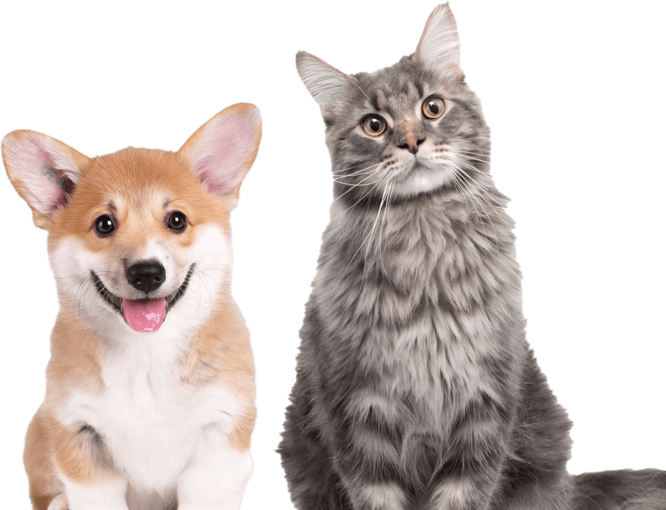 Well-groomed cat and dog sitting together